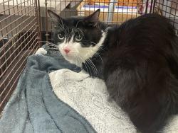 Shelter Stray Male Cat last seen , 4000 N Silverbell Rd, Tucson, AZ 85745, USA