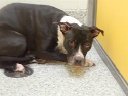 Shelter Stray Female Dog last seen , 4000 N Silverbell Rd, Tucson, AZ 85745, USA