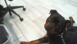 Shelter Stray Male Dog last seen CHARLOTTE, 8315 Byrum Dr, Charlotte, NC 28217, USA