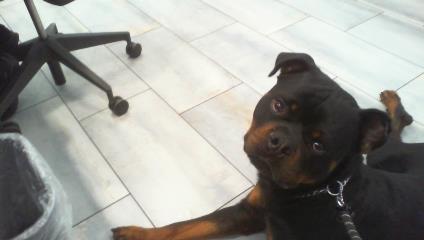 Shelter Stray Male Dog last seen CHARLOTTE, 8315 Byrum Dr, Charlotte, NC 28217, USA