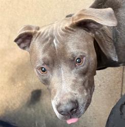 Shelter Stray Male Dog last seen , 4000 N Silverbell Rd, Tucson, AZ 85745, USA