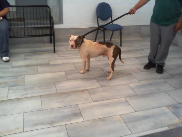 Shelter Stray Male Dog last seen CHARLOTTE, 8315 Byrum Dr, Charlotte, NC 28217, USA