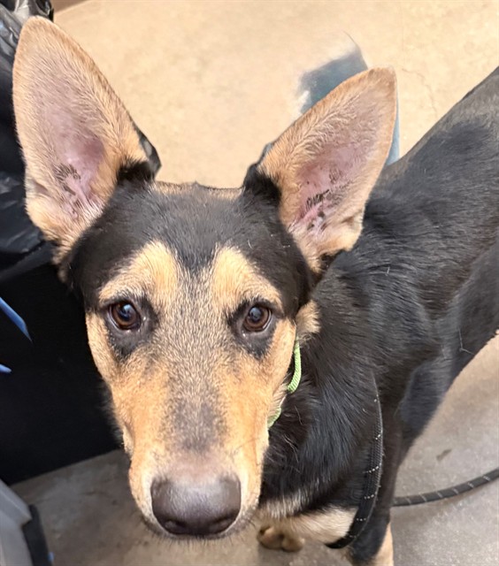 Shelter Stray Male Dog last seen , 4000 N Silverbell Rd, Tucson, AZ 85745, USA
