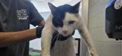 Shelter Stray Male Cat last seen , 4000 N Silverbell Rd, Tucson, AZ 85745, USA