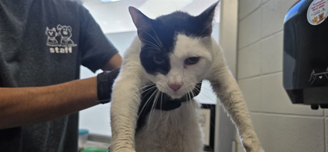 Shelter Stray Male Cat last seen , 4000 N Silverbell Rd, Tucson, AZ 85745, USA