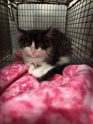 Shelter Stray Unknown Cat last seen , West Valley Animal Shelter, 20655 Plummer St, Chatsworth, CA 91311, USA