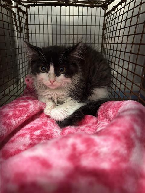 Shelter Stray Unknown Cat last seen , West Valley Animal Shelter, 20655 Plummer St, Chatsworth, CA 91311, USA