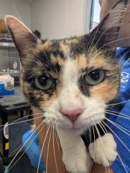 Shelter Stray Female Cat last seen , 4000 N Silverbell Rd, Tucson, AZ 85745, USA