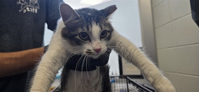 Shelter Stray Female Cat last seen , 4000 N Silverbell Rd, Tucson, AZ 85745, USA