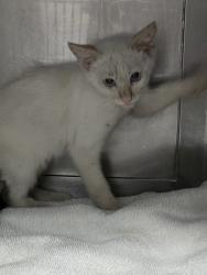 Shelter Stray Female Cat last seen , West Valley Animal Shelter, 20655 Plummer St, Chatsworth, CA 91311, USA