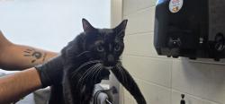 Shelter Stray Male Cat last seen , 4000 N Silverbell Rd, Tucson, AZ 85745, USA