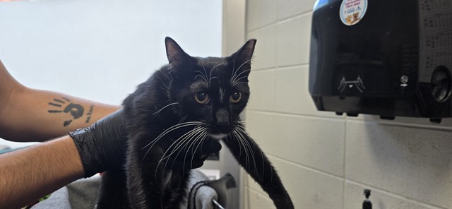Shelter Stray Male Cat last seen , 4000 N Silverbell Rd, Tucson, AZ 85745, USA