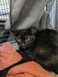 Shelter Stray Female Cat last seen , 4000 N Silverbell Rd, Tucson, AZ 85745, USA