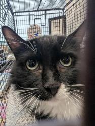 Shelter Stray Male Cat last seen , 4000 N Silverbell Rd, Tucson, AZ 85745, USA