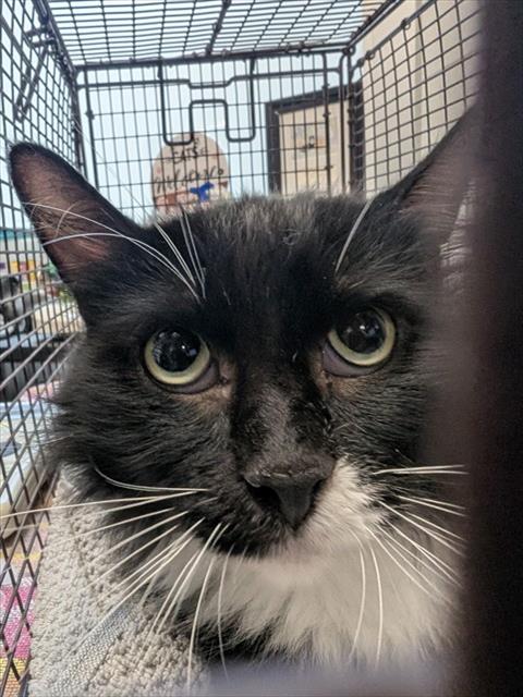 Shelter Stray Male Cat last seen , 4000 N Silverbell Rd, Tucson, AZ 85745, USA