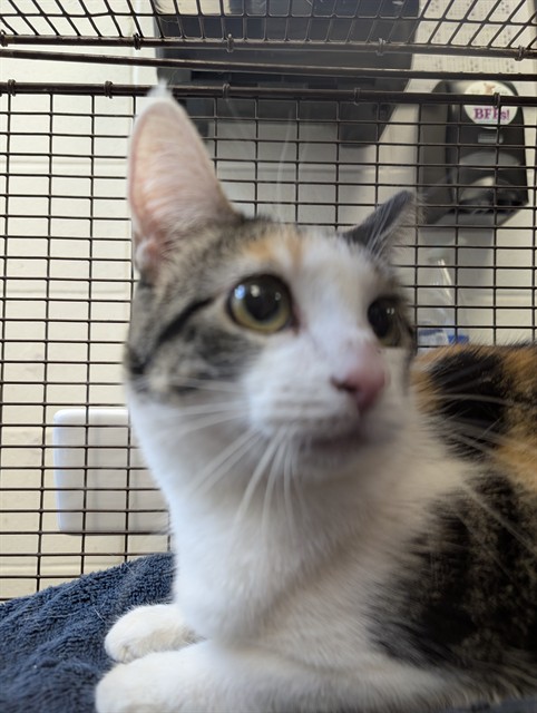 Shelter Stray Female Cat last seen , 4000 N Silverbell Rd, Tucson, AZ 85745, USA
