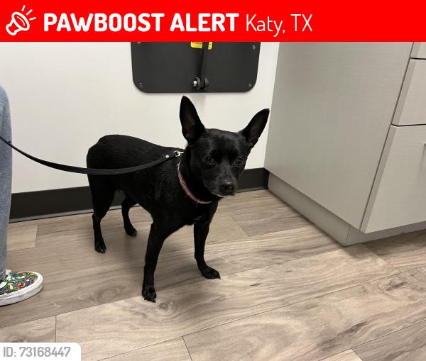 Lost Female Dog last seen Settlers Village, Katy, TX 77449