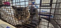 Shelter Stray Male Cat last seen , 4000 N Silverbell Rd, Tucson, AZ 85745, USA