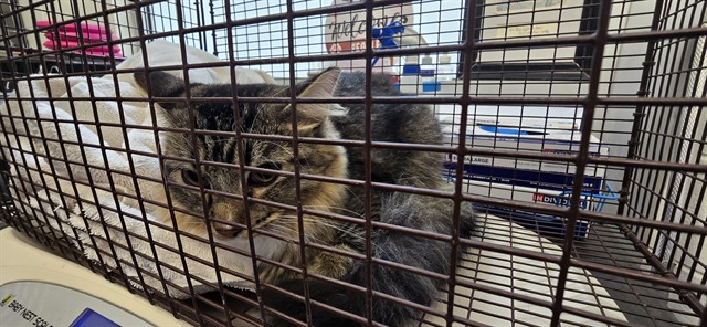Shelter Stray Male Cat last seen , 4000 N Silverbell Rd, Tucson, AZ 85745, USA