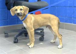 Shelter Stray Male Dog last seen Near BLOCK MORRIS NE, 8920 Lomas Blvd NE, Albuquerque, NM 87112, USA