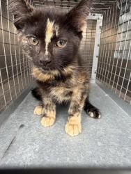 Shelter Stray Female Cat last seen Near BLOCK W 4490 S, WEST VALLEY CITY UT 84120, 4522 W 3500 S, West Valley City, UT 84120, USA
