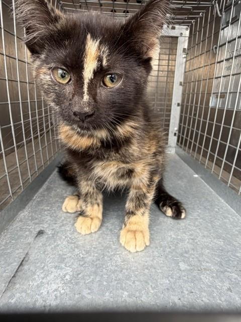 Shelter Stray Female Cat last seen Near BLOCK W 4490 S, WEST VALLEY CITY UT 84120, 4522 W 3500 S, West Valley City, UT 84120, USA