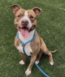 Shelter Stray Male Dog last seen , 3201 Lacy St, Los Angeles, CA 90031, USA
