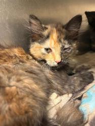 Shelter Stray Female Cat last seen Near BLOCK W 4490 S, WEST VALLEY CITY UT 84120, 4522 W 3500 S, West Valley City, UT 84120, USA