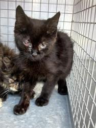 Shelter Stray Male Cat last seen Near BLOCK W 4490 S, WEST VALLEY CITY UT 84120, 4522 W 3500 S, West Valley City, UT 84120, USA