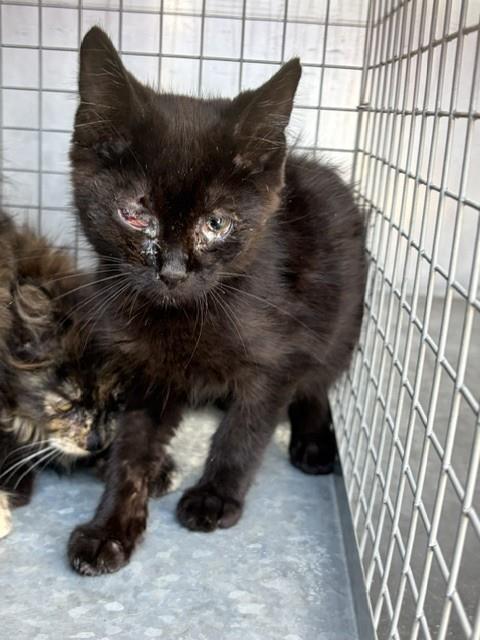 Shelter Stray Male Cat last seen Near BLOCK W 4490 S, WEST VALLEY CITY UT 84120, 4522 W 3500 S, West Valley City, UT 84120, USA