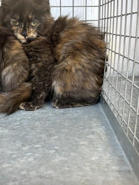 Shelter Stray Female Cat last seen Near BLOCK W 4490 S, WEST VALLEY CITY UT 84120, 4522 W 3500 S, West Valley City, UT 84120, USA