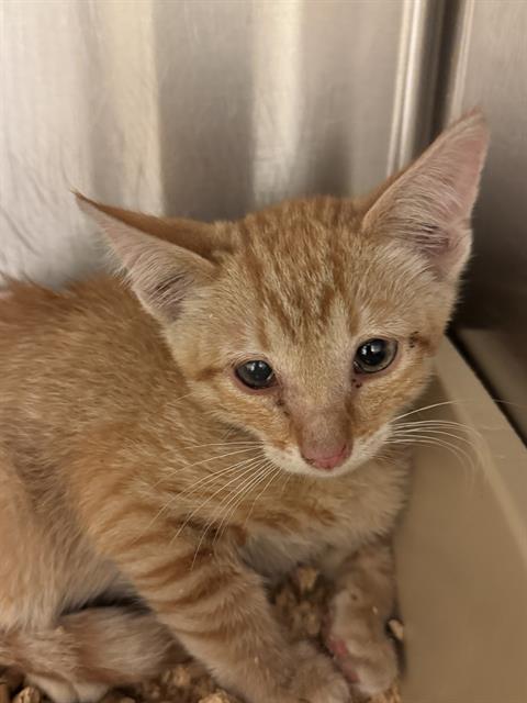Shelter Stray Unknown Cat last seen Near BLOCK W 3350, 4522 W 3500 S, West Valley City, UT 84120, USA