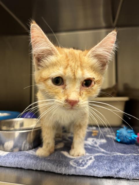 Shelter Stray Unknown Cat last seen Near BLOCK W 3350, 4522 W 3500 S, West Valley City, UT 84120, USA