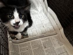Shelter Stray Unknown Cat last seen , 3201 Lacy St, Los Angeles, CA 90031, USA