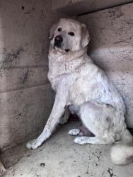 Shelter Stray Female Dog last seen Near BLOCK S PHILLIPS AVE, 2811 SE 29th St, Oklahoma City, OK 73129, USA