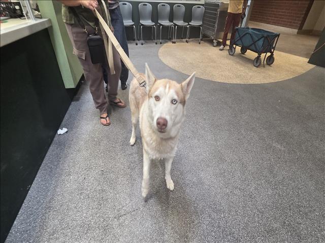 Shelter Stray Male Dog last seen , 3201 Lacy St, Los Angeles, CA 90031, USA