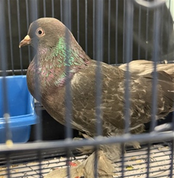 Shelter Stray Unknown Bird last seen NW 150TH AND ROCKWELL, 2811 SE 29th St, Oklahoma City, OK 73129, USA