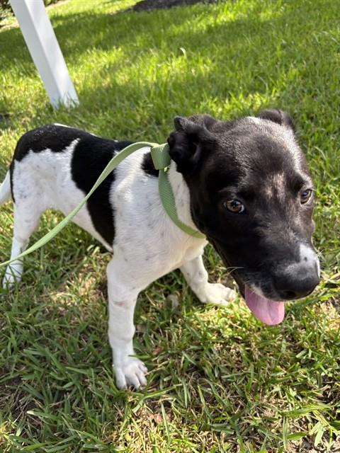 Shelter Stray Male Dog last seen ACORN CT, 8311 Freedom Dr, Pearland, TX 77581, USA