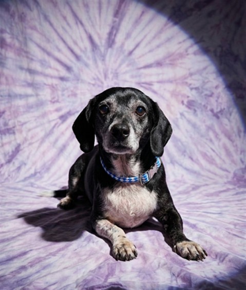 Shelter Stray Female Dog last seen Near BLOCK PASCHAL STREET, 2020 Forest St, Jacksonville, FL 32204, USA
