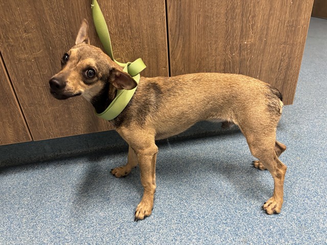 Shelter Stray Male Dog last seen GARDEN RD, 8311 Freedom Dr, Pearland, TX 77581, USA
