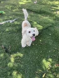 Shelter Stray Female Dog last seen Near BLOCK SAN BENITO DR, 1950 Stevenson Blvd, Fremont, CA 94538, USA