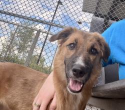 Shelter Stray Female Dog last seen E 6TH AVE DENVER CO 80203, 1241 W Bayaud Ave, Denver, CO 80223, USA