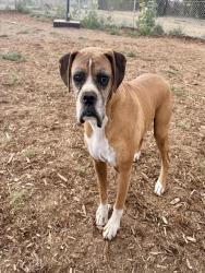 Shelter Stray Male Dog last seen Near BLOCK N CHAMBERS RD, DENVER CO 80239, 1241 W Bayaud Ave, Denver, CO 80223, USA
