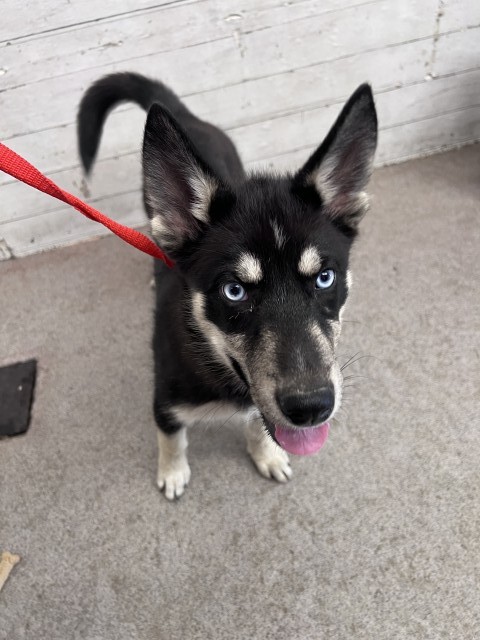 Shelter Stray Female Dog last seen 40TH AND WATERMAN, 333 Chandler Pl, San Bernardino, CA 92408, USA