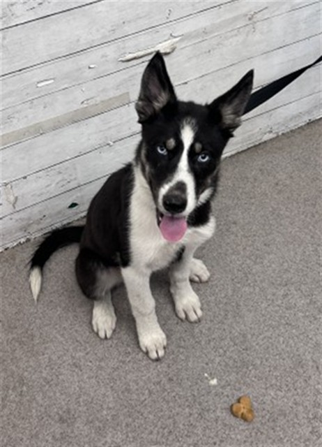 Shelter Stray Female Dog last seen 40TH AND WATERMAN, 333 Chandler Pl, San Bernardino, CA 92408, USA