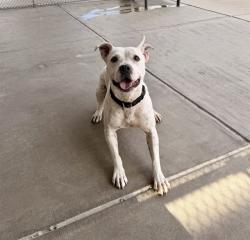 Shelter Stray Female Dog last seen Near BLOCK E MAXWELL PL, DENVER CO 80239, 1241 W Bayaud Ave, Denver, CO 80223, USA