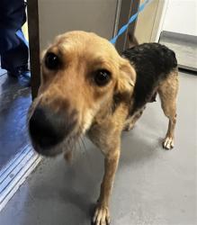 Shelter Stray Female Dog last seen Near BLOCK HOMELAND AVE, HOMELAND CA 92548, 581 S Grand Ave, San Jacinto, CA 92582, USA