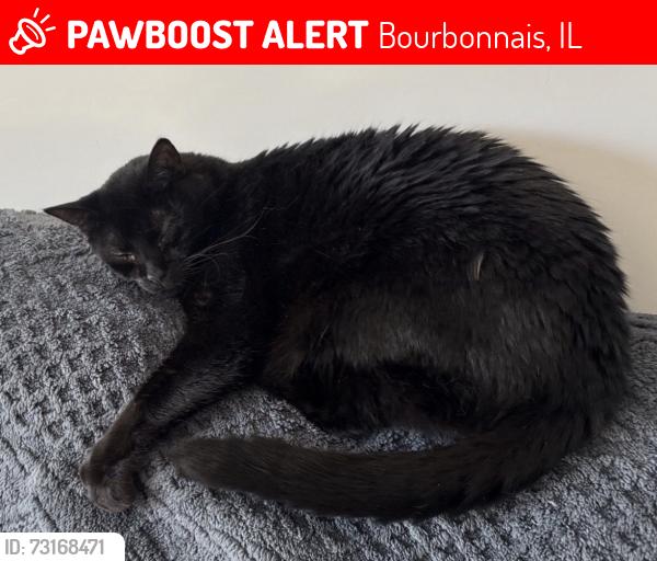 Lost Male Cat last seen Signature street, Bourbonnais, IL 60914
