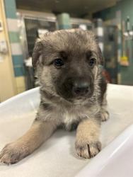 Shelter Stray Unknown Dog last seen Near BLOCK HOMELAND AVE, HOMELAND CA 92548, 581 S Grand Ave, San Jacinto, CA 92582, USA
