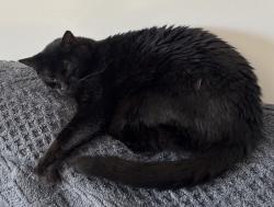 Lost Male Cat last seen Signature street, Bourbonnais, IL 60914